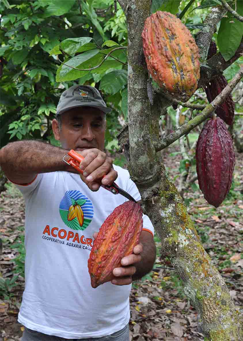 Cocoa from Peru